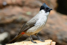 5 Fakta Burung Kutilang yang Membuatnya Menjadi Primadona Banyak Kicau Mania, Apa AJa?