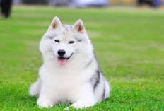 5 Rekomendasi Makanan untuk Anjing Siberian Husky, Owner Harus Beliin Ya! No 1 Wajib Ada...