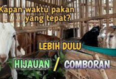 Bagus Mana Pakan Hijauan Dulu atau Comboran Saat Pemberian Pakan Pada Ternak Kambing? Yuk Kepoin Disini!