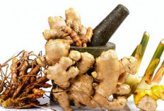Khasiat Bahan 'Rimpang' jadi Sistem Imun ala Dr. Zaidul Akbar, Kunci Kesehatan dalam Tradisi Herbal!
