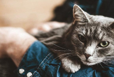 Ingin Adopsi Kucing? Simak Dulu 5 Jenis Ras yang Memiliki Sifat Bersahabat, Cocok Untuk Kamu Pelihara di Rumah