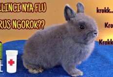 Info Rabbit, 6 Faktor Penyebab Kelinci Sakit Flu, No 1 Paling Dominan Terjadi Berikut Penjelasannya, Cekidot!