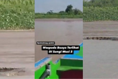 Heboh! Penampakan Buaya Besar di Sungai Musi Palembang Terekam Kamera, Begini Kata Camat Gandus 