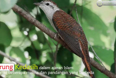 Burung yang disebut dalam Alquran? Makna dan Pandangan, Burung Kedasih dalam Ajaran Islam