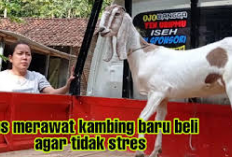 6 Tips Mengatasi Kambing Baru Beli Agar Tidak Stres Saat Pindah Ke Kandang, Berikut Caranya!