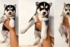 Daftar Harga Anak Anjing Siberian Husky di Indonesia, Owner Harus Tau Sebelum Adopsi Biar Gak Kaget! Segini...