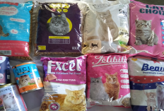 4 Jenis Makanan yang Dapat Kamu Berikan Kepada Kucing Peliharaanmu yang Memiliki Kebutuhan Khusus, Apa Aja?