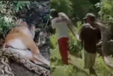 Warga Geger! Ular Piton Raksasa Telan Sapi Kurban di Buton