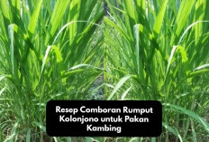 Rekomendasi Resep Comboran Rumput Kolonjono untuk Pakan Kambing, Solusi Inovatif Dalam Industri Peternakan