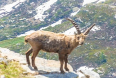 Peternak Harus Tau! Alpen, Jenis Kambing Perah Berkualitas, Cocok Bagi Pemula dengan Modal Minim Under 10 Juta