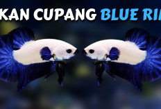 Info Ternak, 6 Tips Cara Budidaya Ikan Cupang Jenis Blue Rim Dijamin Gacor Auto Cuan! 