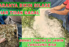 Peternak Tau Gak? 7 Cara Membuat Pakan Silase untuk Kambing, Anti Gagal dan Busuk! Cek Selengkapnya Disini