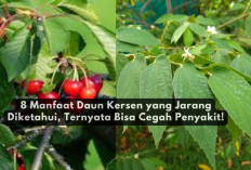 8 Manfaat Daun Kersen yang Jarang Diketahui, Ternyata Bisa Cegah Penyakit!