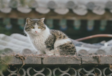 Kenapa Sih, Kucing Sering Berisik di Atap Rumah? Berikut 7 Alasan Kenapa Suka Tempat Tinggi