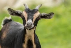 Yuk Mengenal Kambing Black Bengal, Jenis Perah dan Pedaging dengan Cita Rasa Paling Enak, Tertarik Mencoba?