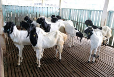 Hari Raya Kurban Takut Makan Hidangan Daging Kambing, Ini Solusi Sehat untuk Menetralisirnya