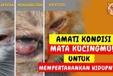 Kenali Gejala Penyakit Mata Berbahaya yang Dapat Menjangkit Kucing Peliharaan, Bisa Menyebabkan Kebutaan...