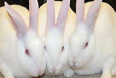 Info Rabbit, 4 Jenis Kelinci Pedaging Paling Populer di Indonesia, No 3 Memiliki Banyak Penggemarnya! Apa Aja?