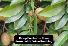 Simple, Gini Resep Comboran Daun Sawo untuk Pakan Kambing, Peternak Wajib Tiru Racikan Ini, Jamin Hemat Biaya!