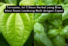 Ternyata, Ini 5 Daun Herbal yang Bisa Atasi Asam Lambung Naik dengan Cepat