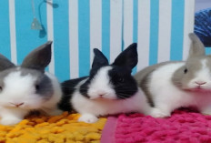 Sebelum Adopsi, Bunny Lovers Harus Tau! Cara Merawat Kelinci dari Kecil Hingga Dewasa dengan Baik dan Benar