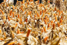 Pemerintah Stop Impor Jagung dan Gula Industri, Siapkan Rp 1,5 Triliun Borong Gula Petani