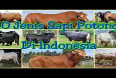 Keanekaragaman Sapi Potong di Indonesia, Mengenal 10 Jenis dan Keunggulan Masing-masing, Gini Penjelasannya!