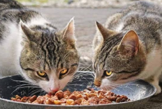 Makanan Sehat Apa Saja yang Cocok Untuk Kucing? Nomor 3 Harus Kamu Utamakan, Kenapa?