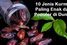 Macam-Macam Kurma yang Baik & Lezat! 10 Jenis Paling Populer, dari yang Besar hingga yang Lembut