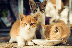 Kapan Waktu yang Tepat Untuk Memberikan Makan Pada Anak Kucing Pasca Kelahiran, Simak Penjelasannya Disini