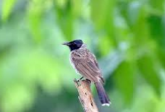 6 Tips Jitu Agar Burung Kutilang Gacor Berkicau, Bird Lovers Wajib Cobain! Jamin Berhasil, Gini Caranya...