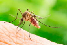 Penyakit Demam Berdarah Dengue (DBD) di Indonesia: Ancaman yang Harus Diwaspadai