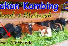 5 Manfaat Daun Pohon Gamal Sebagai Pakan Kambing Serta Cara Pemberian Porsi Makan, Cek Disini Tipsnya