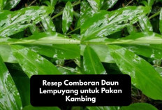 Rekomendasi Bagi Peternak! Resep Comboran Daun Lempuyang untuk Pakan Kambing, Cek Disini Cara Buatnya