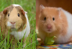 Seringkali Dianggap Sama! Ternyata Begini Cara Mudah Membedakan Hamster dan Marmut 