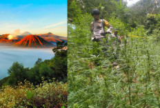 Tokoh Utama di Balik Penemuan Ladang Ganja di Taman Nasional Bromo Masih Buron, Siapa Orangnya?
