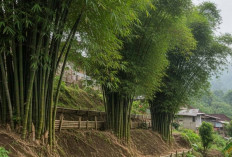 3 Jenis Pohon Penahan Longsor Terbaik untuk Rumah di Dataran Tinggi, Fix Dijamin Aman! 