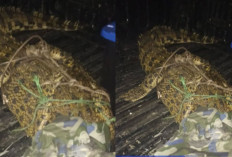 Heboh! Buaya Sepanjang 3 Meter Ditangkap Pawang di Danau Cilongok, Warga Tangerang Takut Mandi di Danau