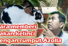 Info Rabbit, Cara Memberikan Pakan Kelinci dengan Rumput Azolla, Solusi Alternatif dalam Dunia Peternakan