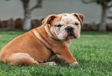 Jangan Kaget! Berikut Daftar Harga Anjing Bulldog di Indonesia, Per Ekor Capai Rp50 Juta, Tertarik Adopsi?