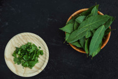 Daun Sirih Cina Bisa Gantikan Skincare Mahal Ampuh Atasi Jerawat dan Flek Hitam, Ini Cara Penggunaannya