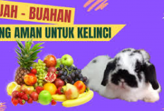 4 Jenis Buah-buahan yang Aman untuk Jadi Pakan Kelinci, Awas Jangan Sampai Salah Bisa Bikin Sakit! Cekidot