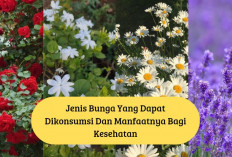 4 Jenis Bunga yang Bisa Dikonsumsi dan Ternyata Banyak Manfaat Bagi Kesehatan, Ada Bunga Lavender Juga Lho...