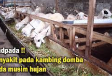 Waspada! 5 Bahaya Penyakit pada Kambing dan Domba di Musim Hujan, Peternak Wajib Kenali Ciri-Ciri Berikut Ini