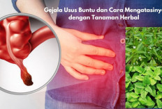 Kenali Usus Buntu: Penyebab, Gejala dan Cara Mengatasinya dengan Tanaman Herbal