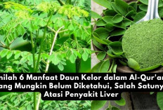 Inilah 6 Manfaat Daun Kelor dalam Al-Qur'an yang Mungkin Belum Diketahui, Salah Satunya Atasi Penyakit Liver