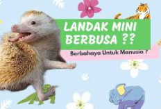 Owner Jangan Khawatir! Inilah 5 Penyebab Landak Mini Mengeluarkan Busa di Mulutnya, Apa Aja Ya? Tanda Sakitkah