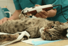 Apasih Tujuan dan Manfaat Melakukan Sterilisasi Pada Kucing? Simak Penjelasannya disini
