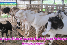 Sukses Beternak Ayam dan Kambing, Strategi Efektif untuk Kesejahteraan Ekonomi