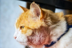 Ini Dia Cara Mengatasi Risiko Jamur pada Kucing, Berikut Penyebab, Gejala dan Pengobatannya!